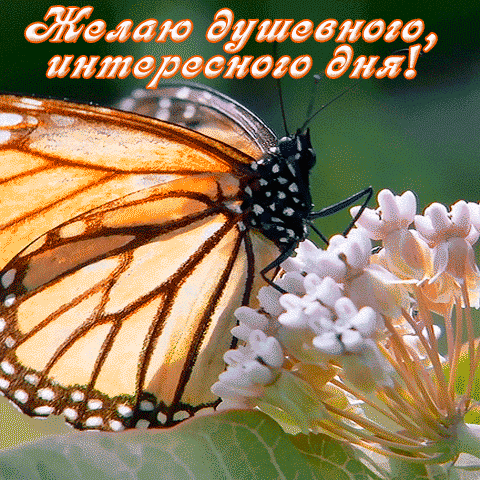 открытка Бабочка на цветке с пожеланием душевного дня