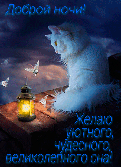 Белый котик и ночной фонарь