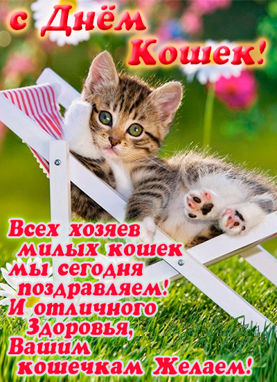 открытка день кошек