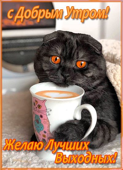 Дымчатый кот с кружкой кофе