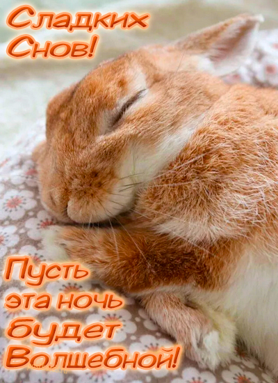Кролик для сладких снов