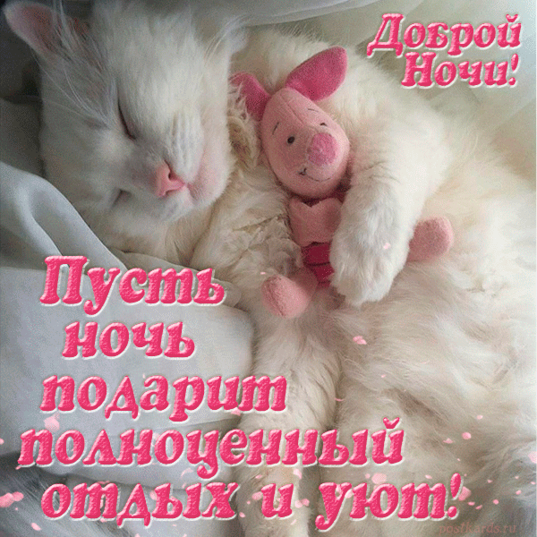 Белый кот с розовым носиком желает спать