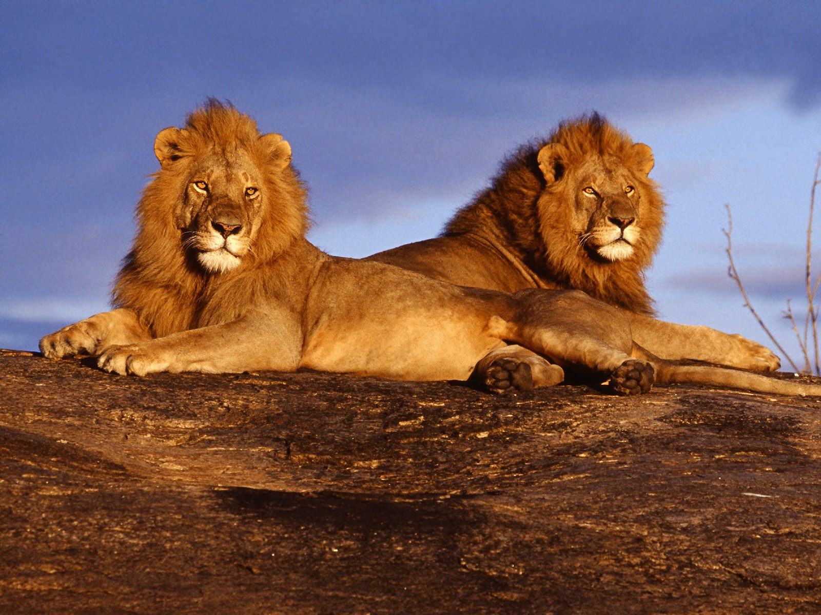 обои львы на отдыхе