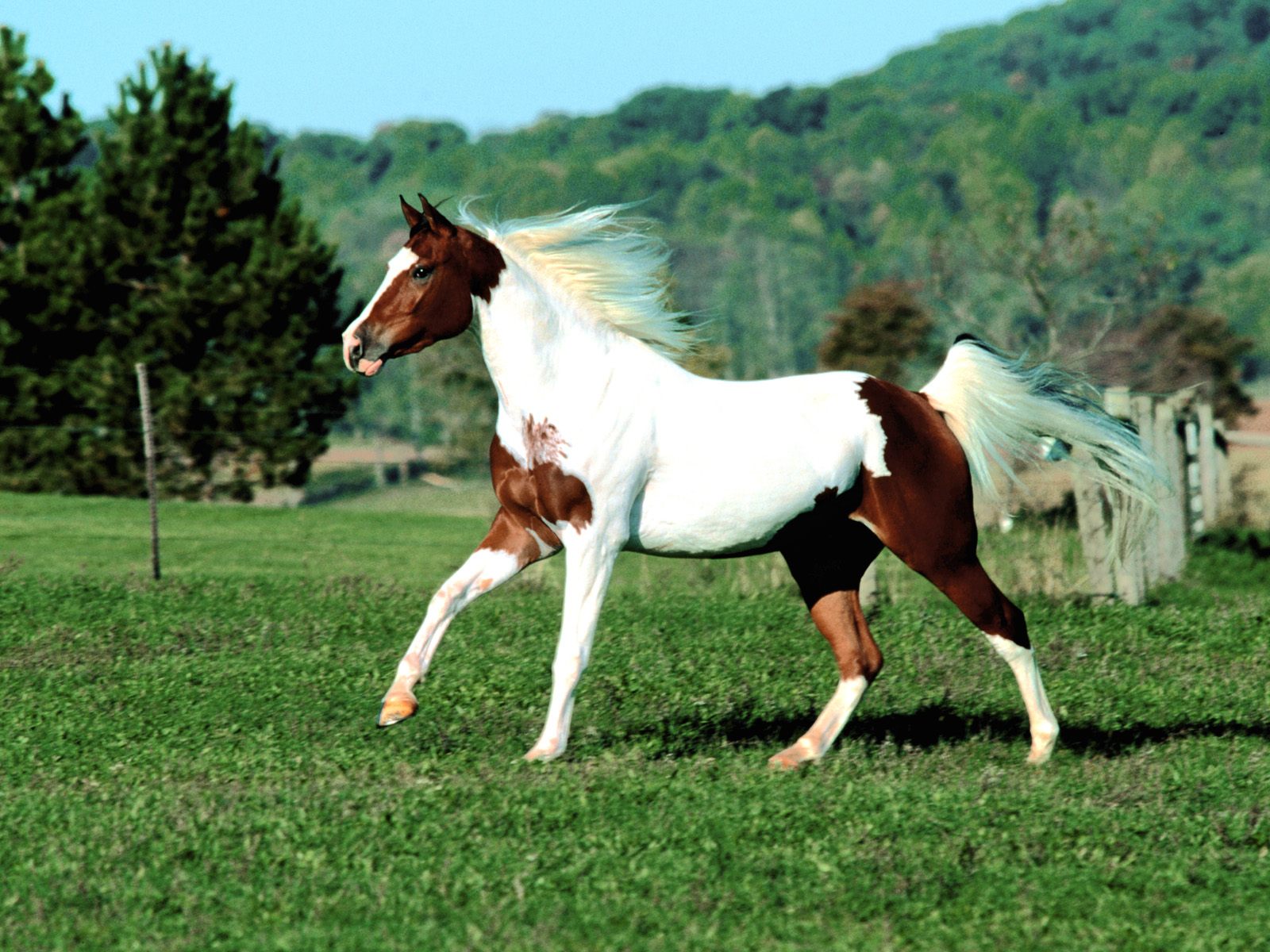 Конь с ярким окрасом