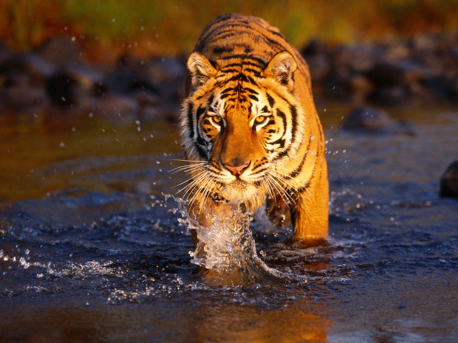 обои Бенгальский тигр