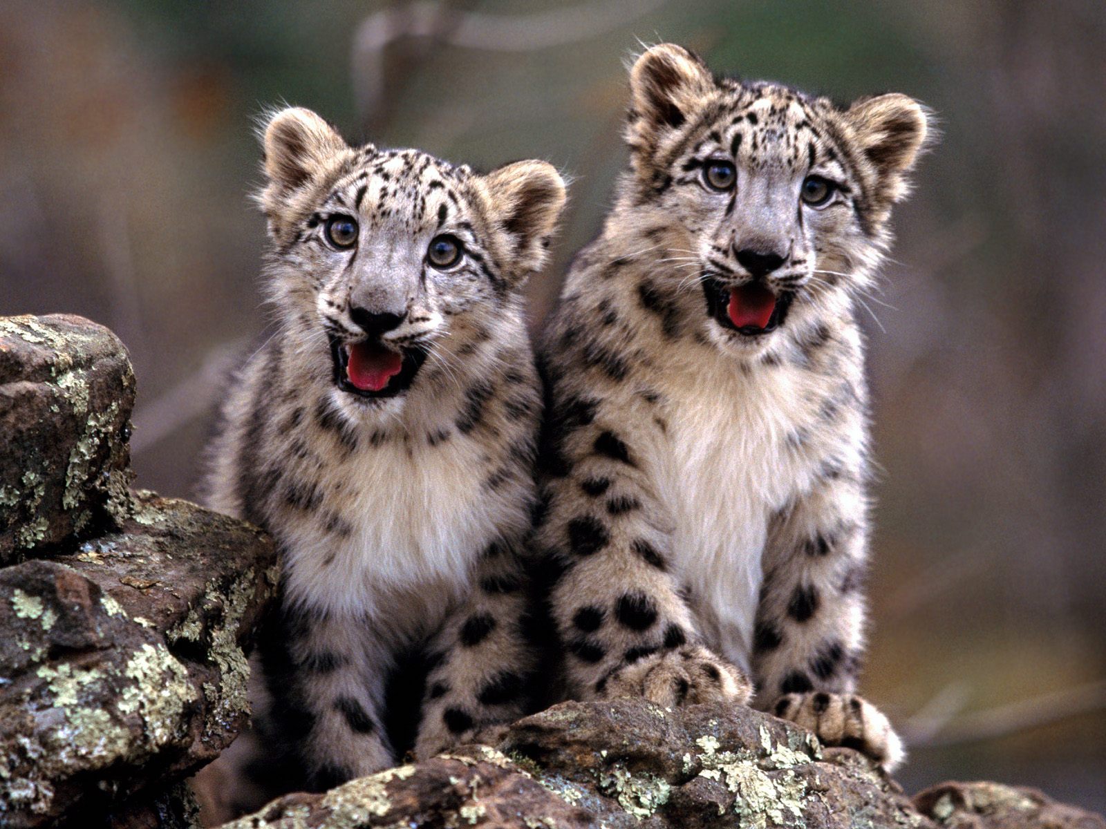 обои Детеныши леопарда