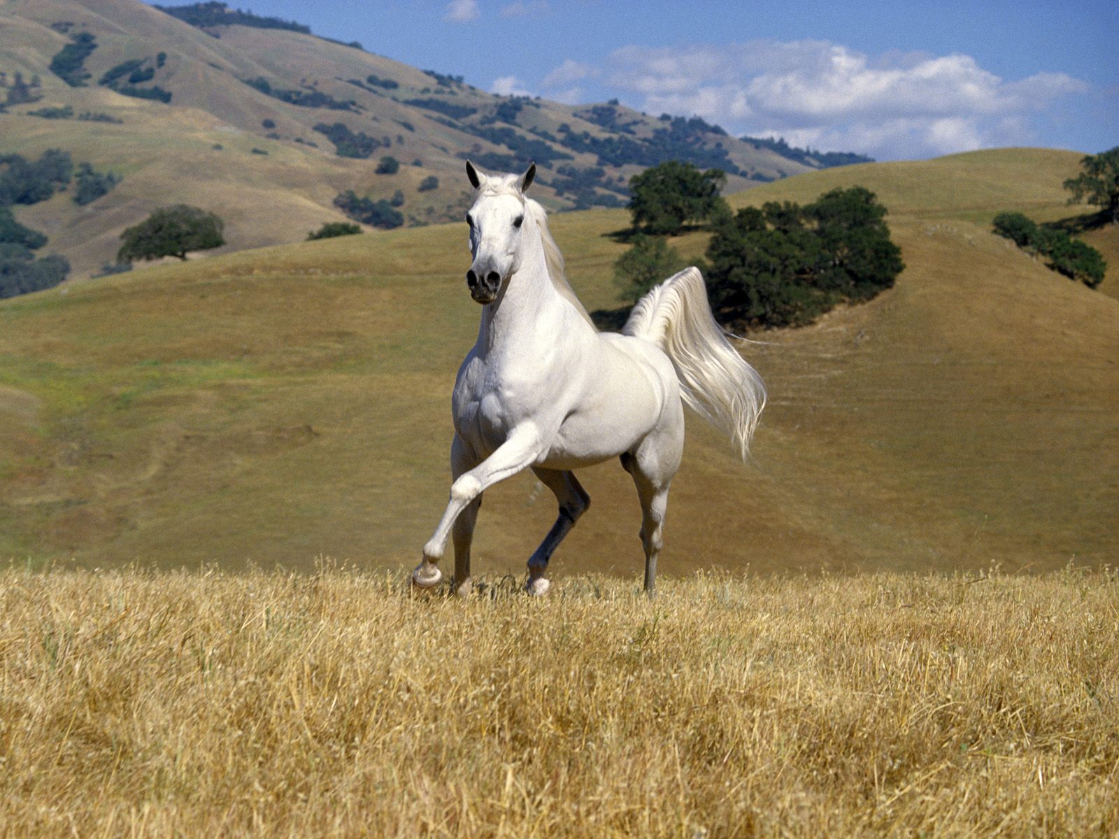 обои Белый конь на лугу