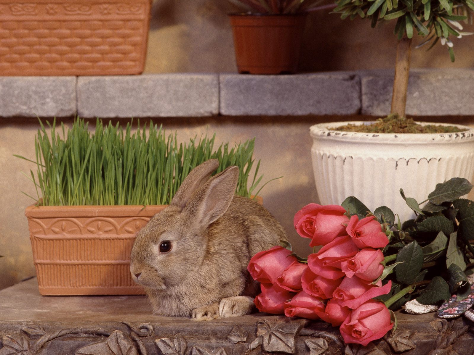 обои заяц у букета роз