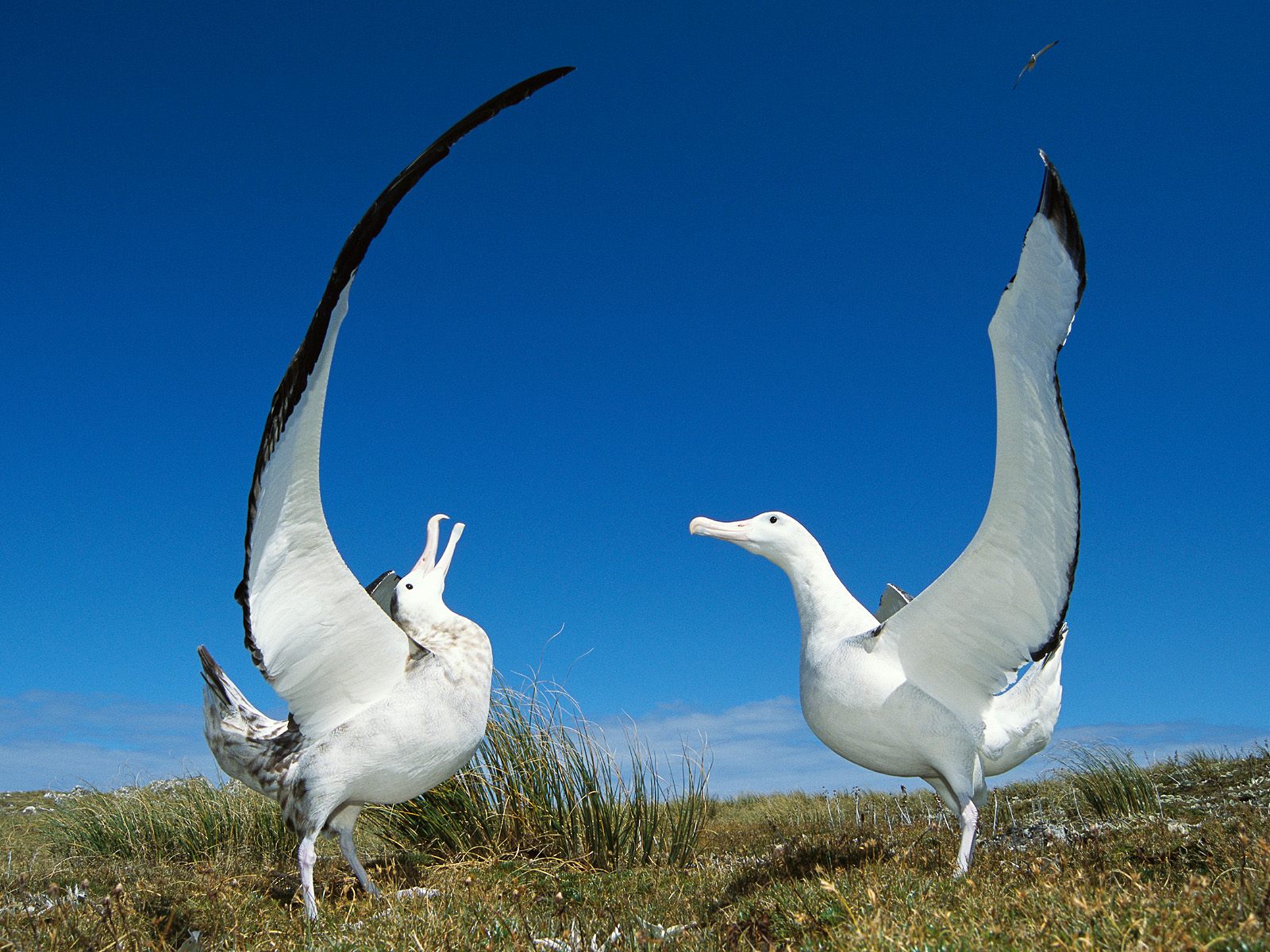обои белый альбатрос