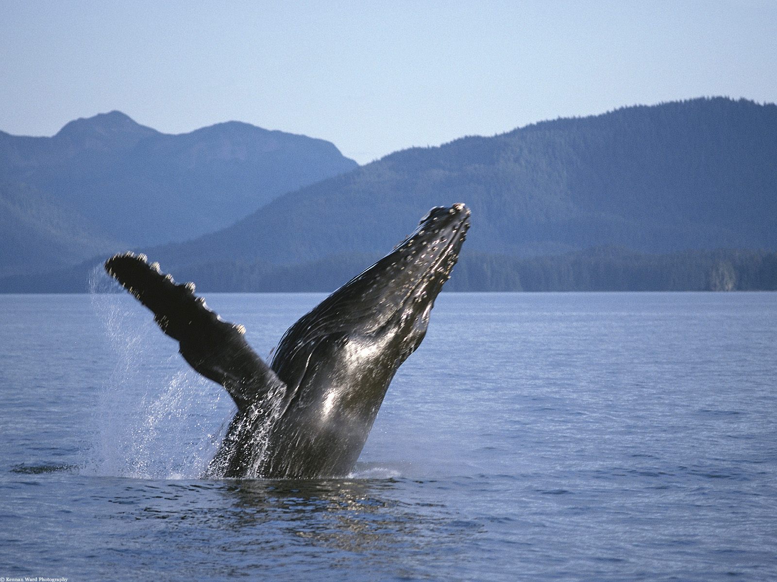 обои Горбатый кит