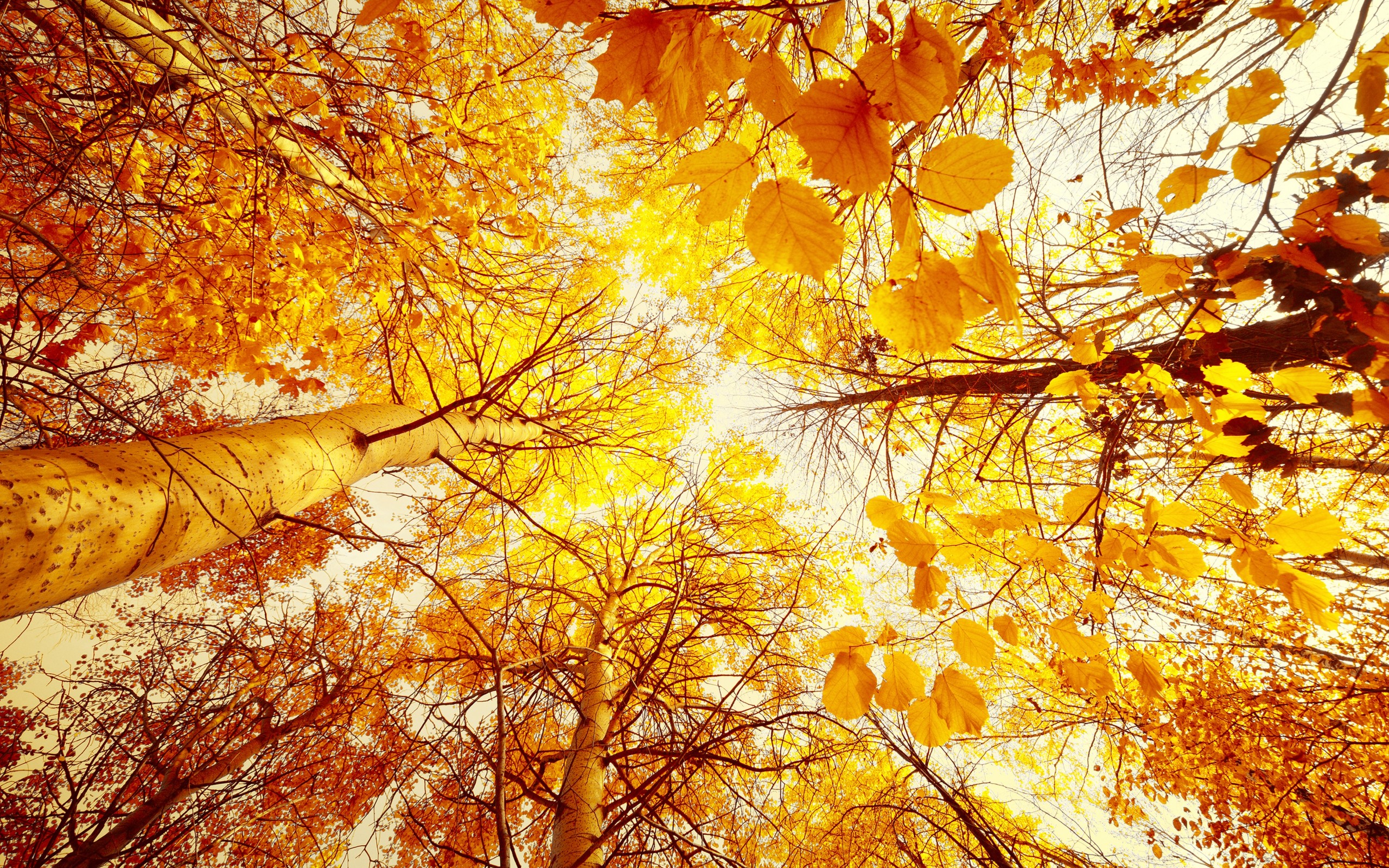Осеннее солнце сквозь листву