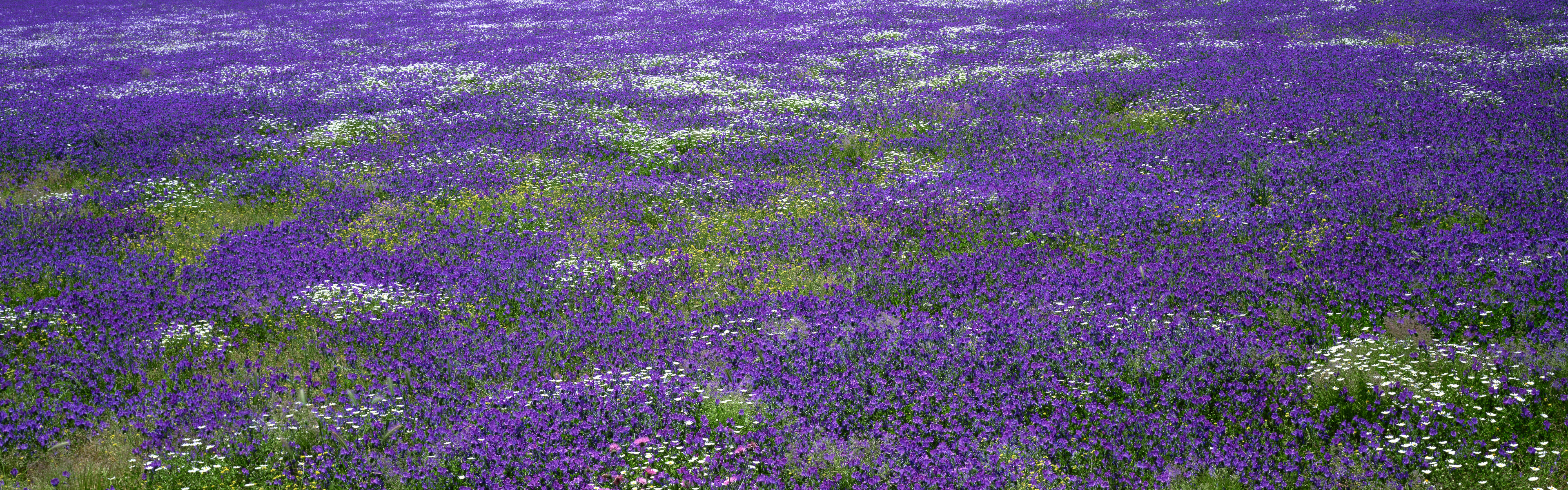 поле фиолетовых цветов