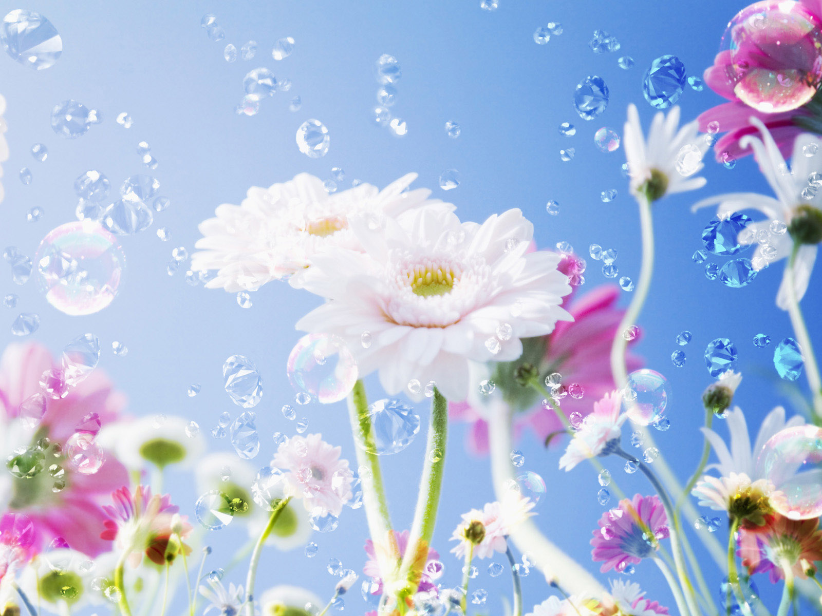 Белые и фиолетовые цветы с каплями росы