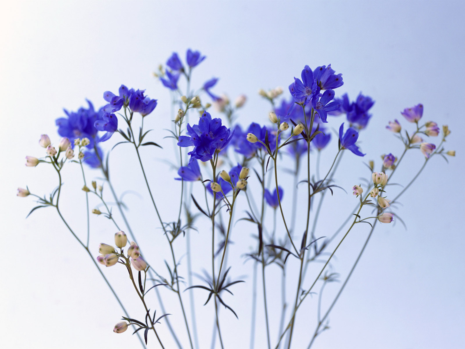 обои Куст синих цветочков