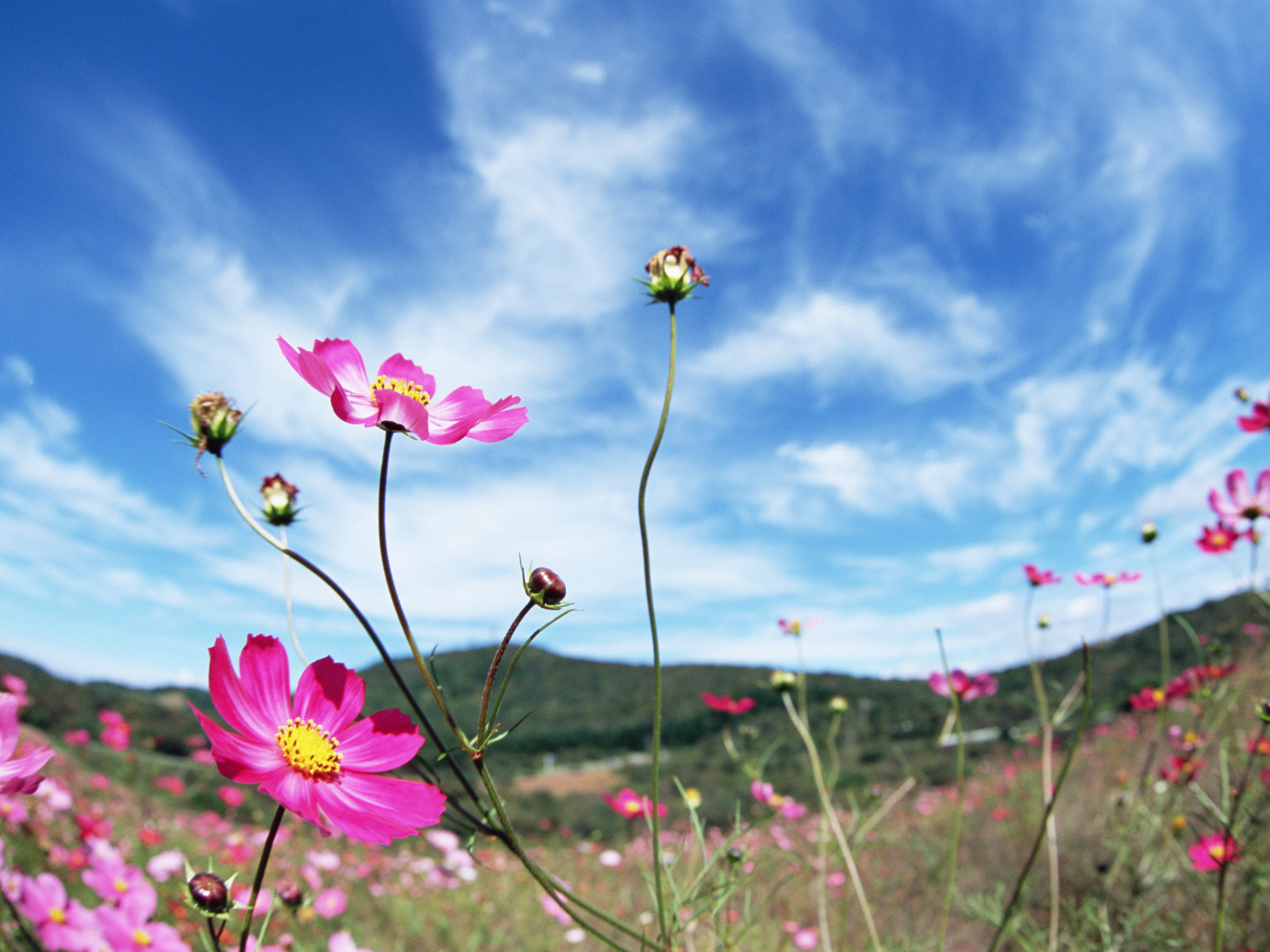 Яркие горные цветы на фоне неба-ОБОИ- на рабочий стол-Цветы бесплатно