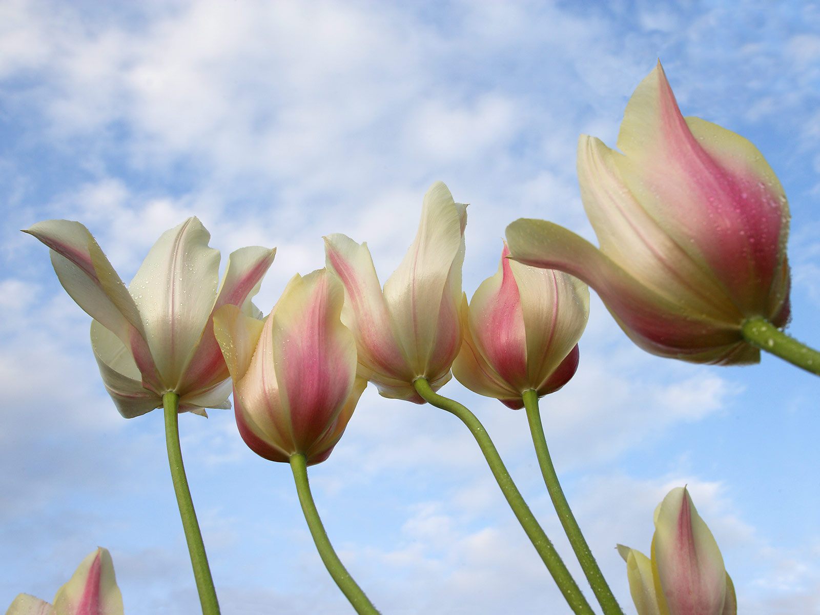 обои Бело-розовые тюльпаны