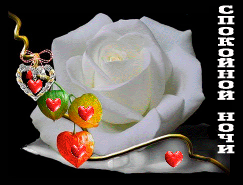 Белая роза с сердечками