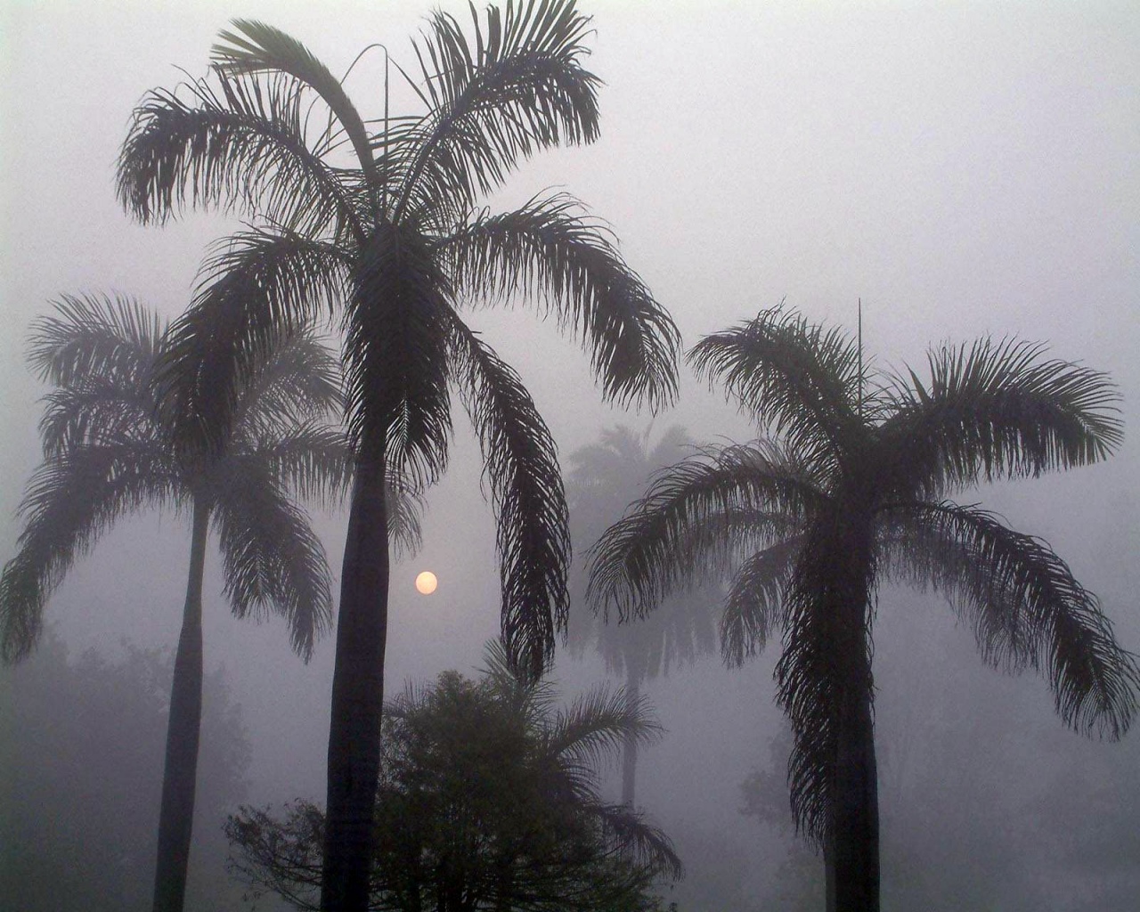 пальмы под дождем