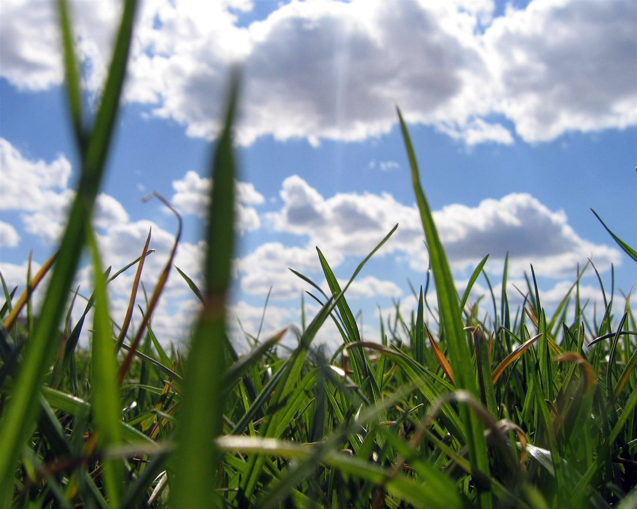 трава под облаками