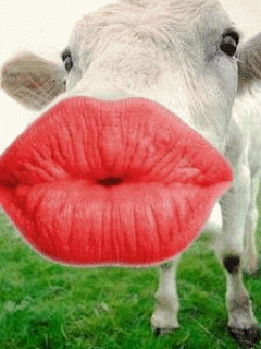 корова с накрашенными губами