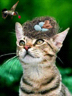 гнездо на голове у кошки