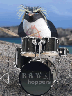 пингвин играет на барабанах