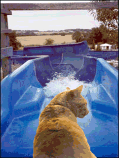 рыжий кот на водяной горке