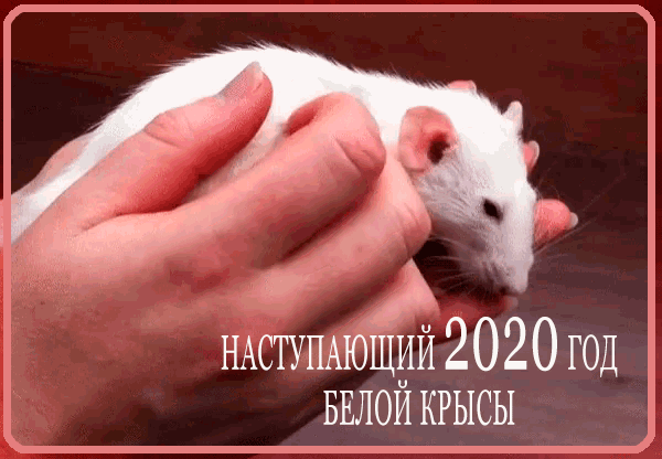 2020 год белой крысы