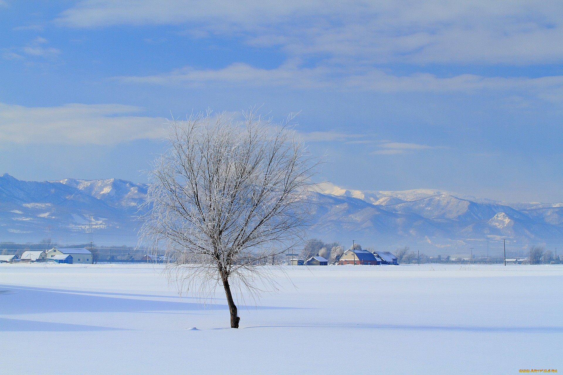 одинокое дерево на снежном поле