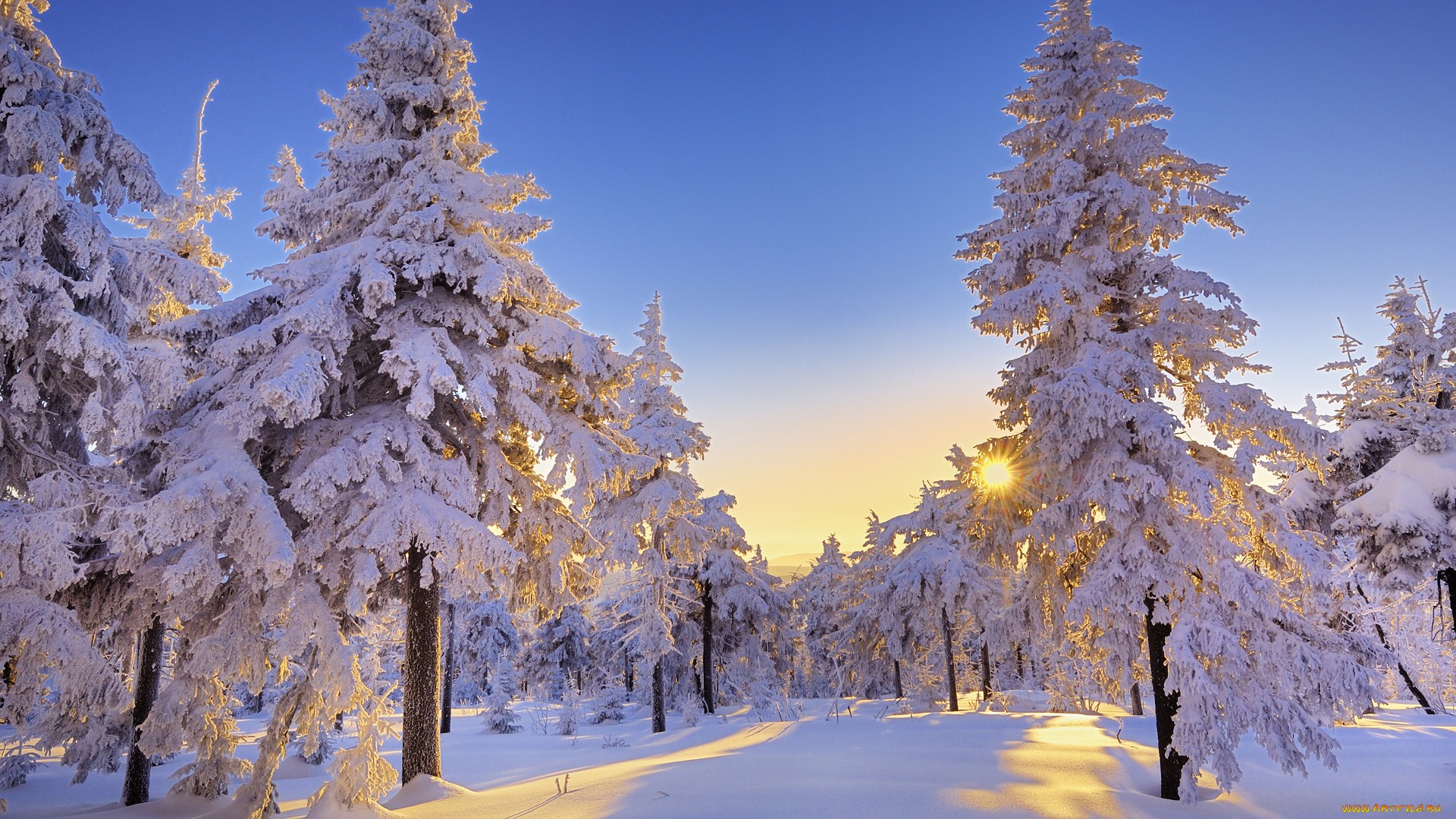 ярко светит солнце в снежном лесу 