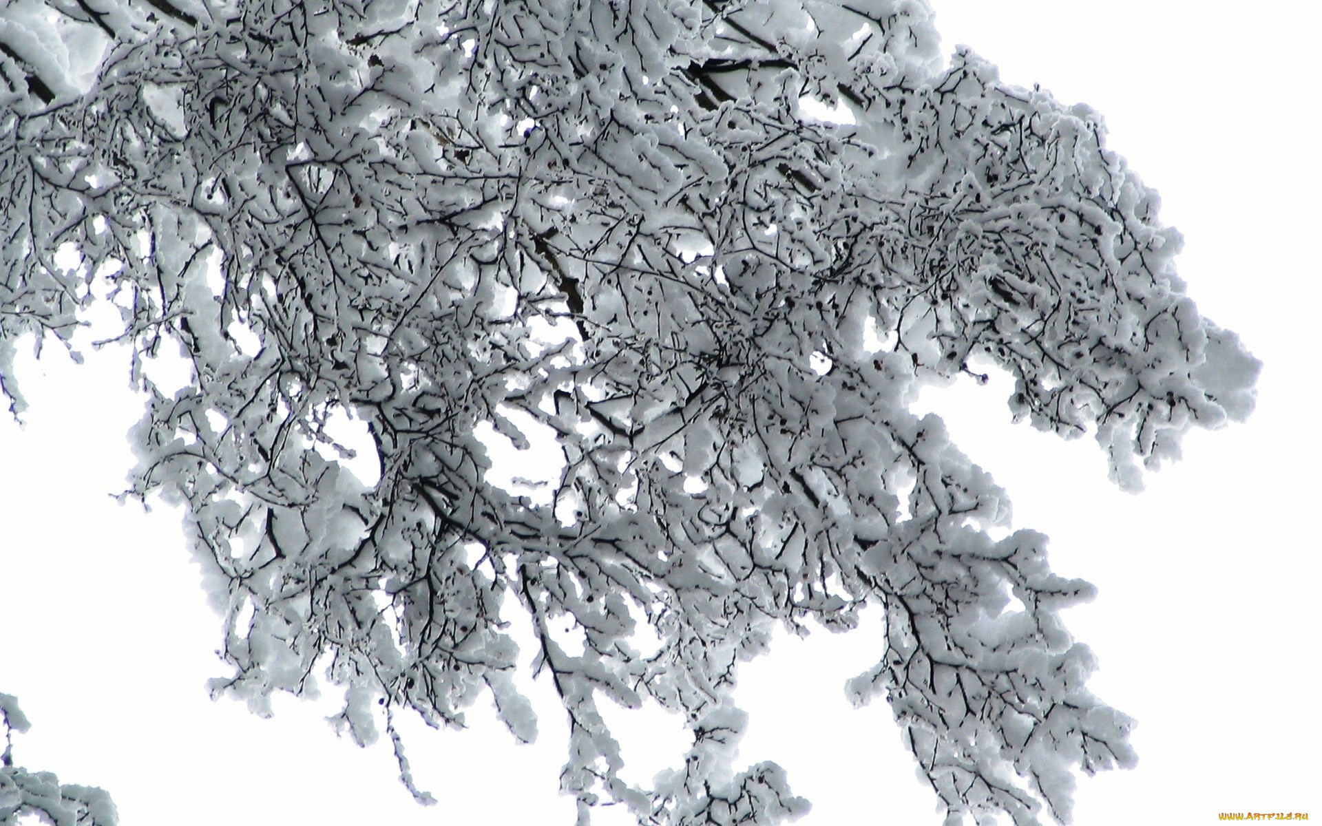 пушистые снежные ветви дерева
