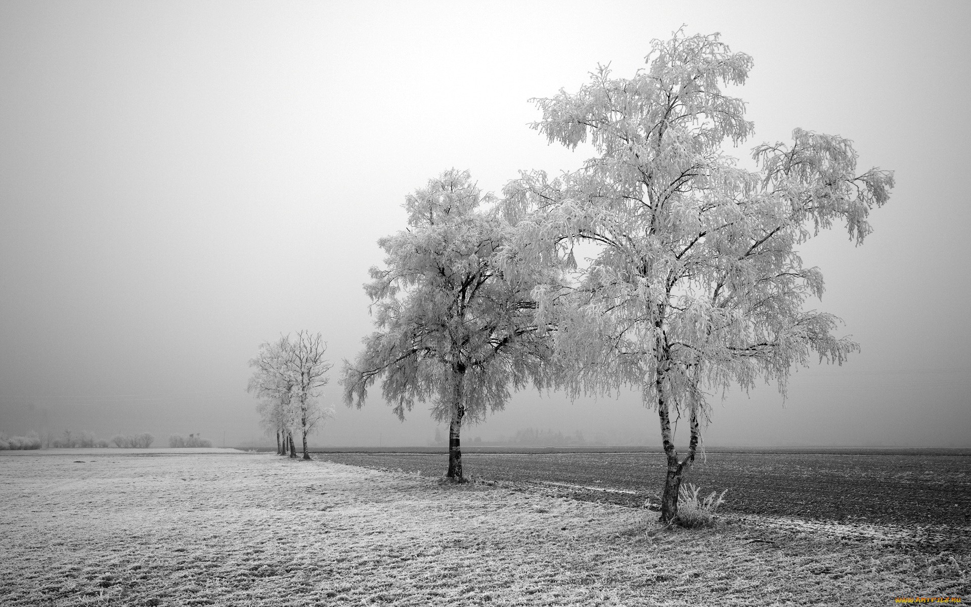 снежный иней на одиноких деревьях