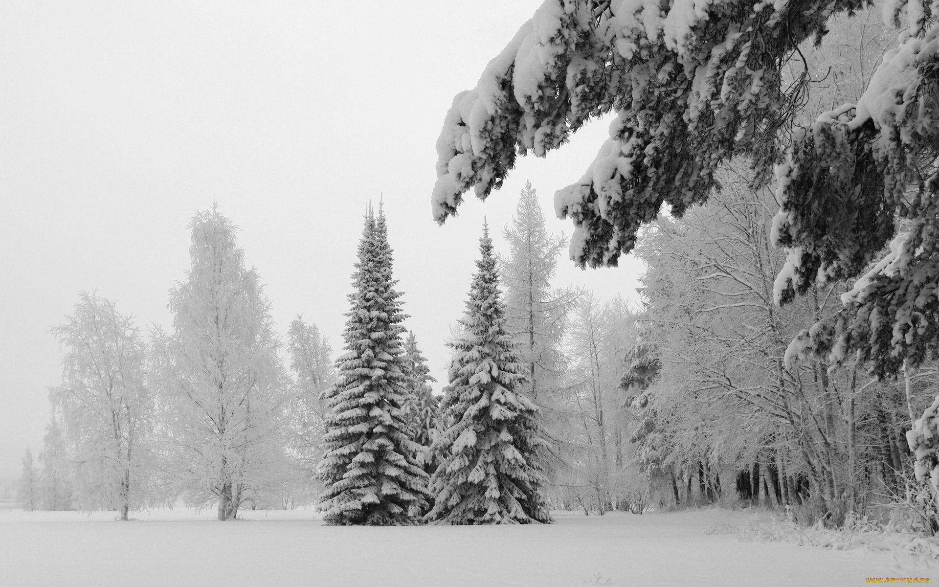 белые деревья белые снега обои