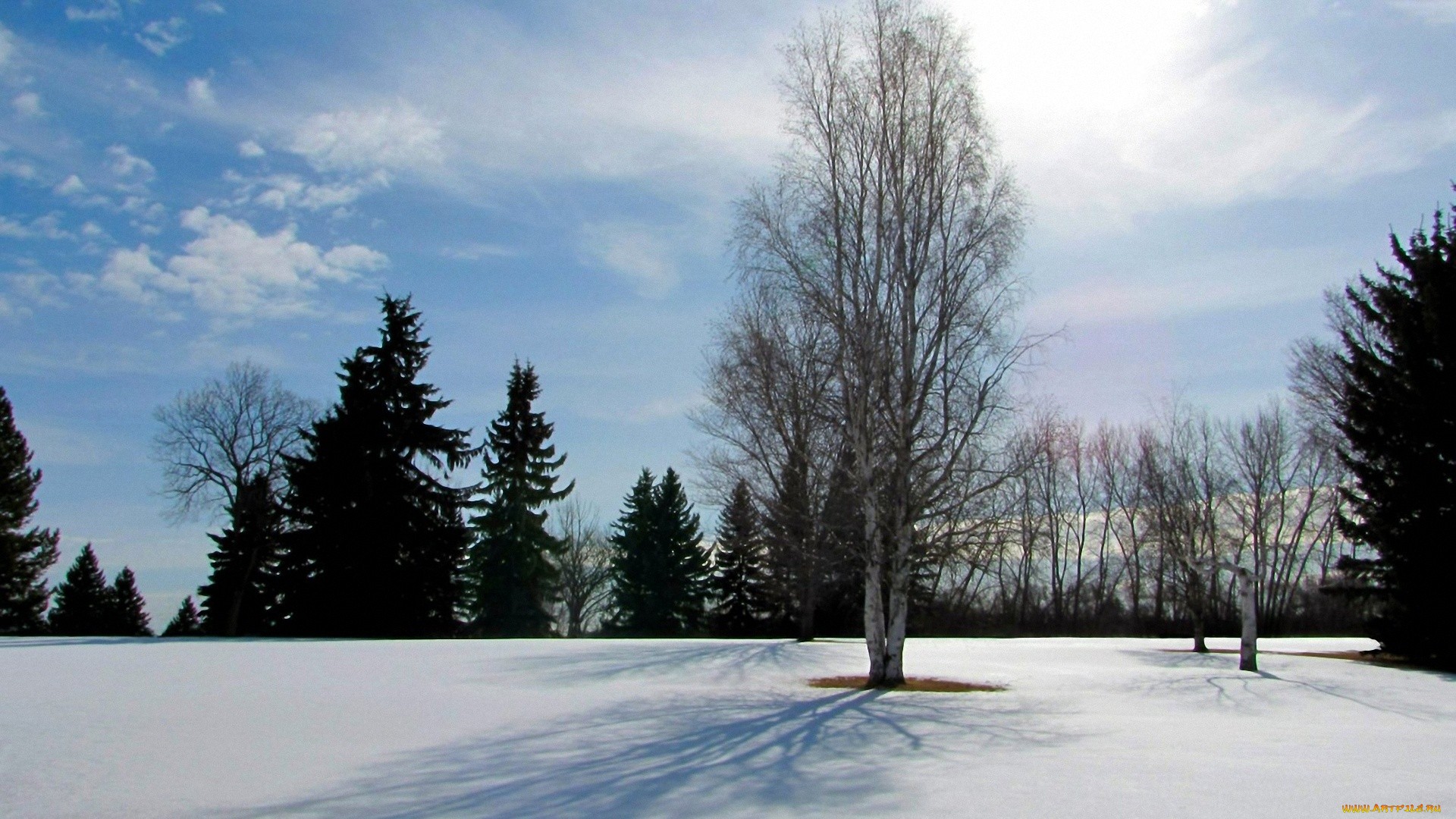 деревья на снегу обои