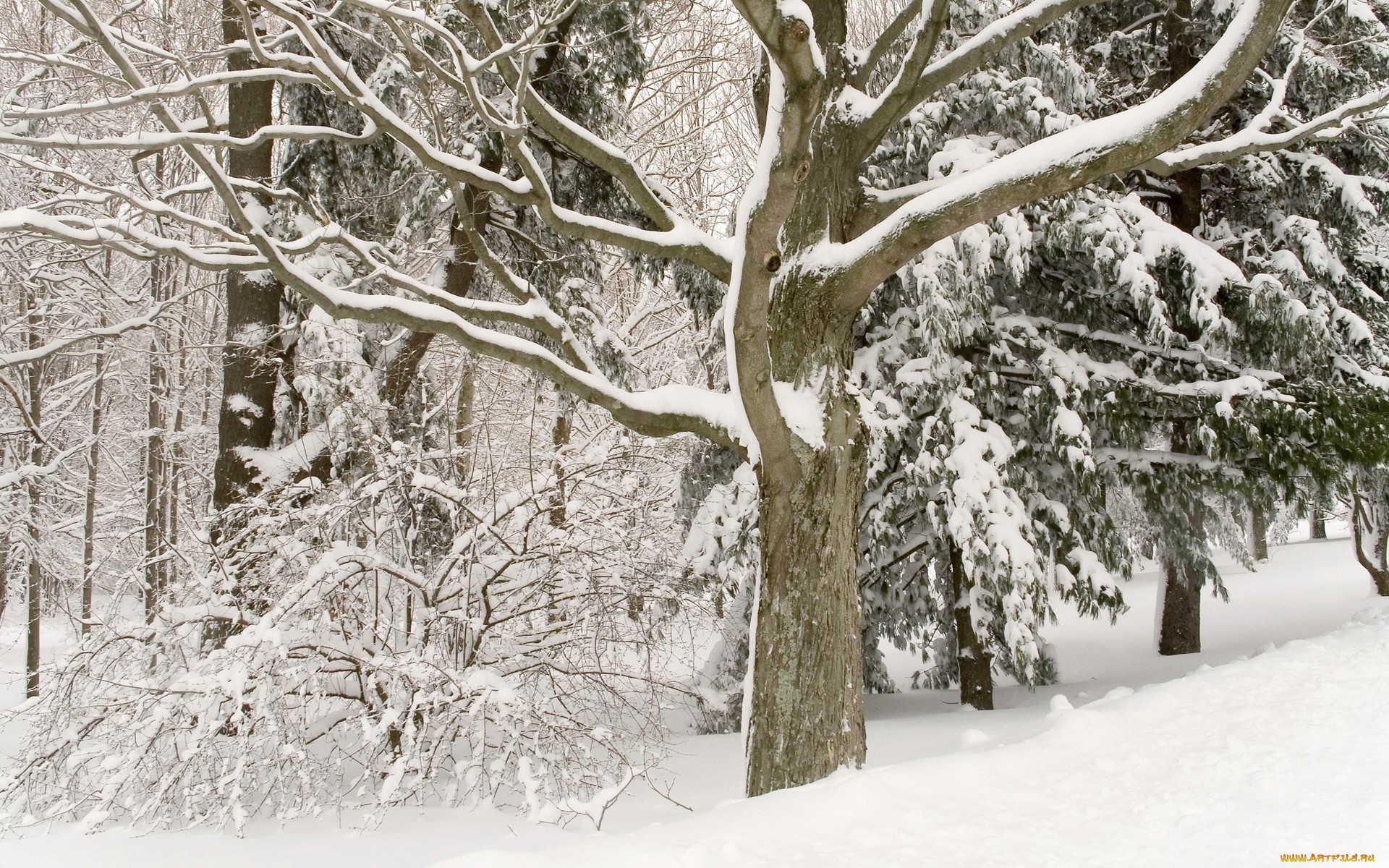 деревья зимой покрыты снегом обои