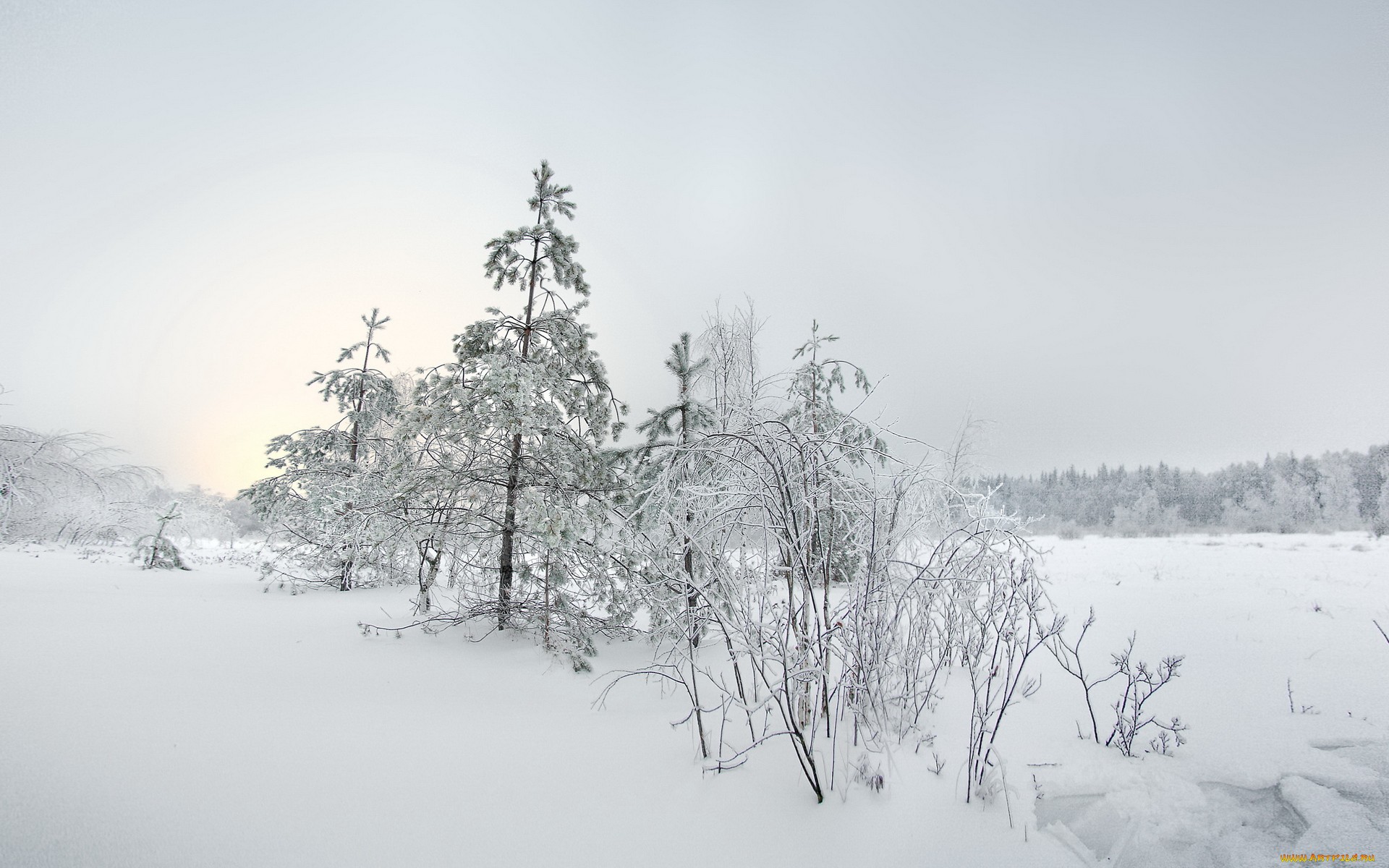 зимний лес деревья в снегу обои