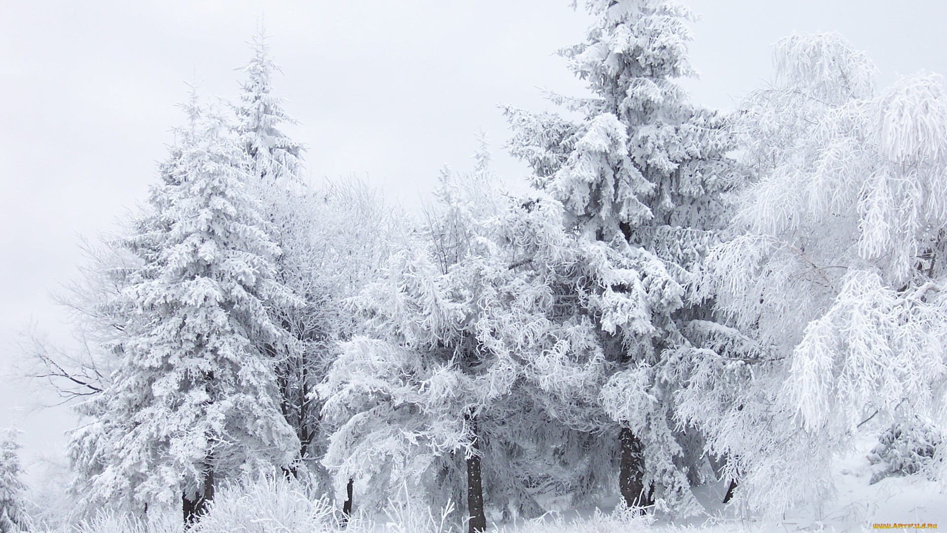 деревья и дома покрыты снегом обои