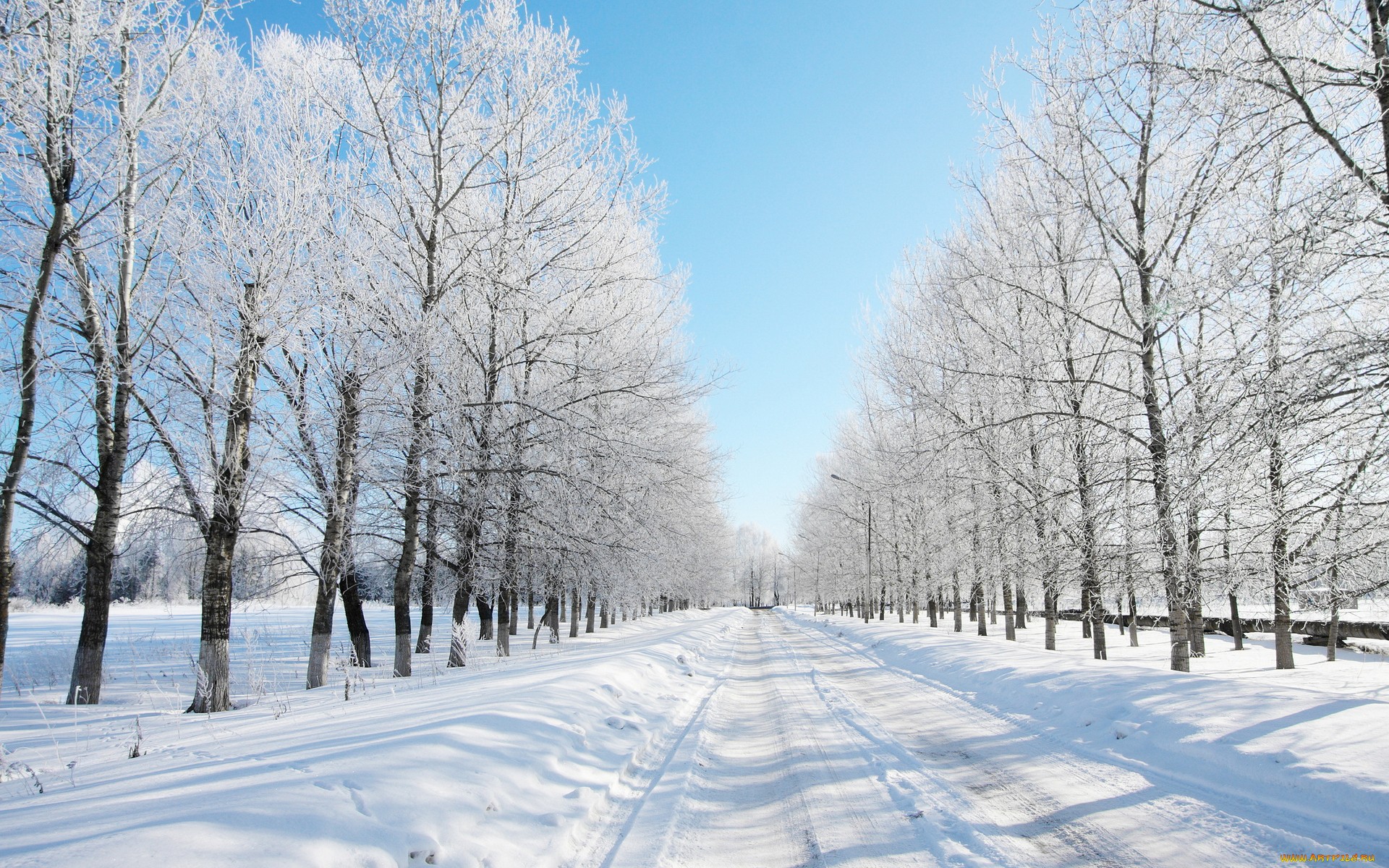 покрытые снегом деревья белели обои