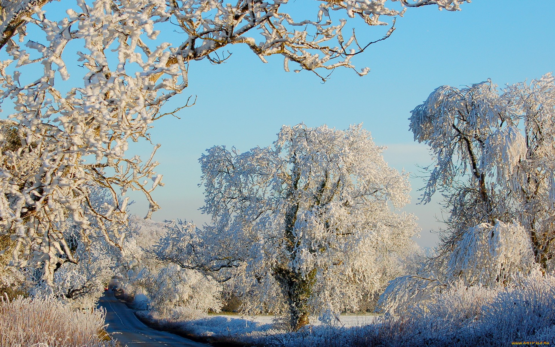 снег на ветвях деревьев обои