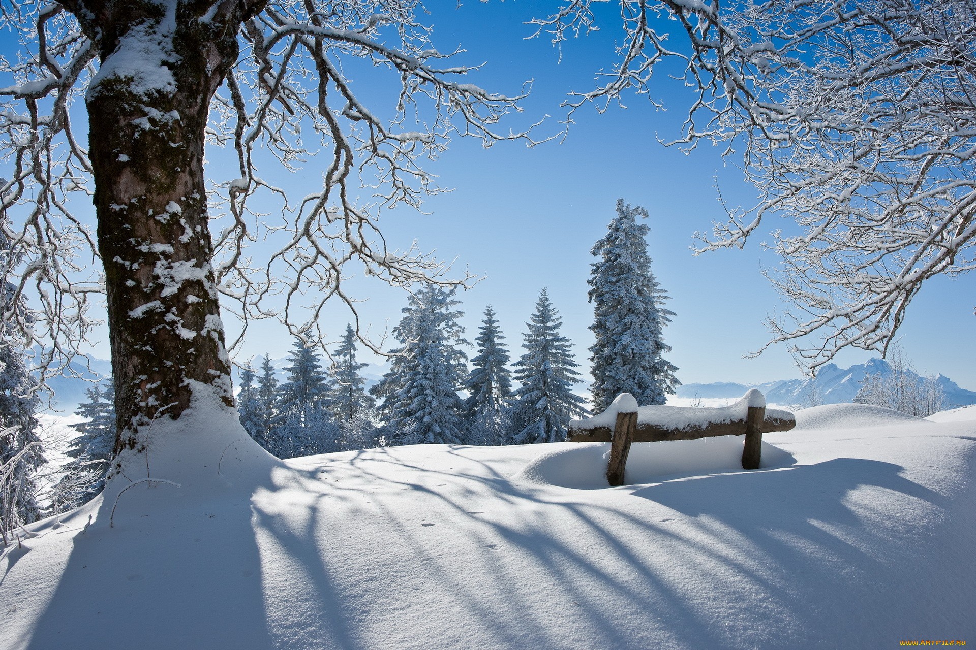 сугробы снега под деревом на опушке леса обои