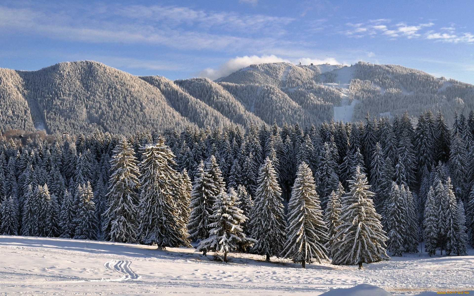 леса и горы покрыты снегом обои
