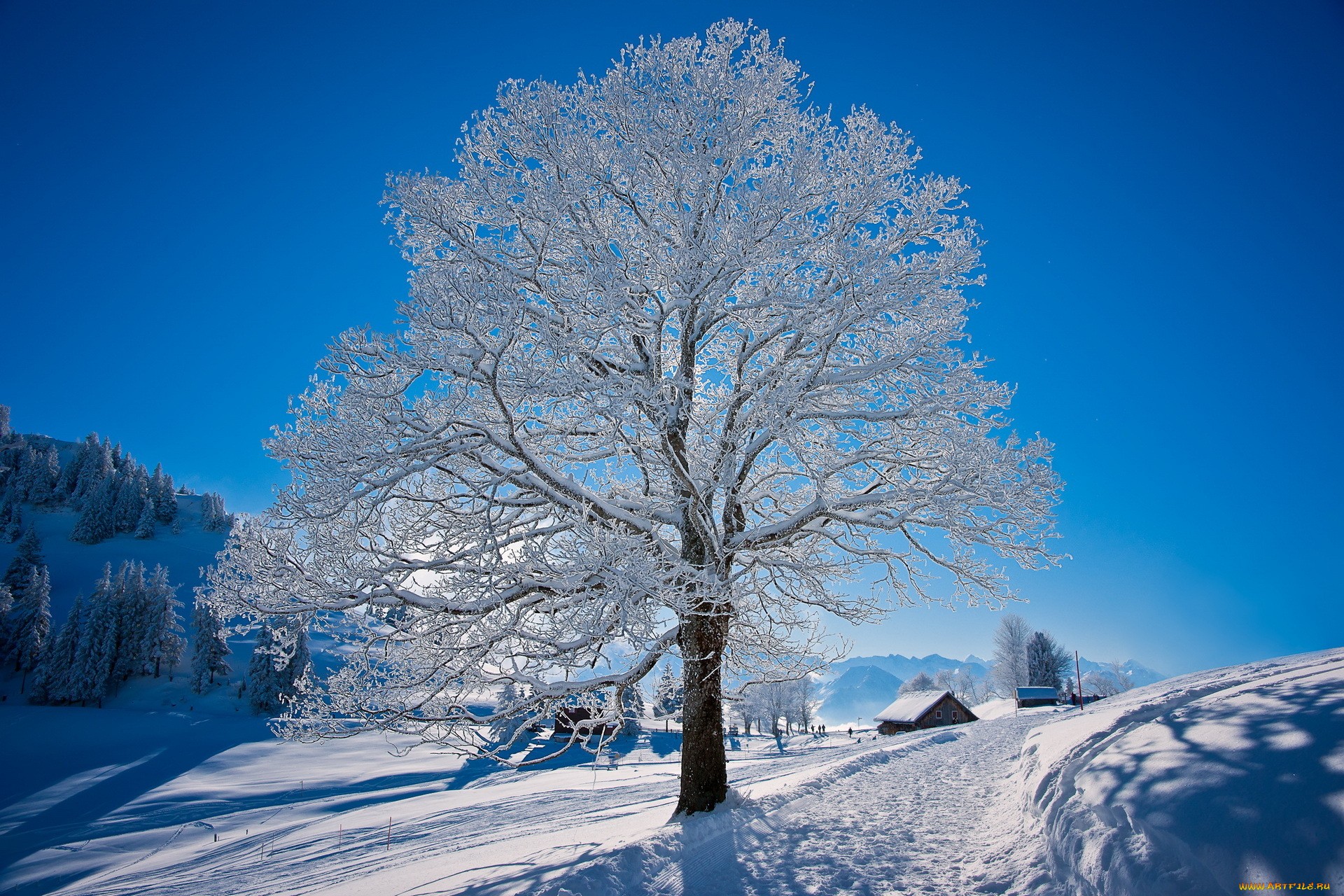 дерево покрыто инеем и снегом обои