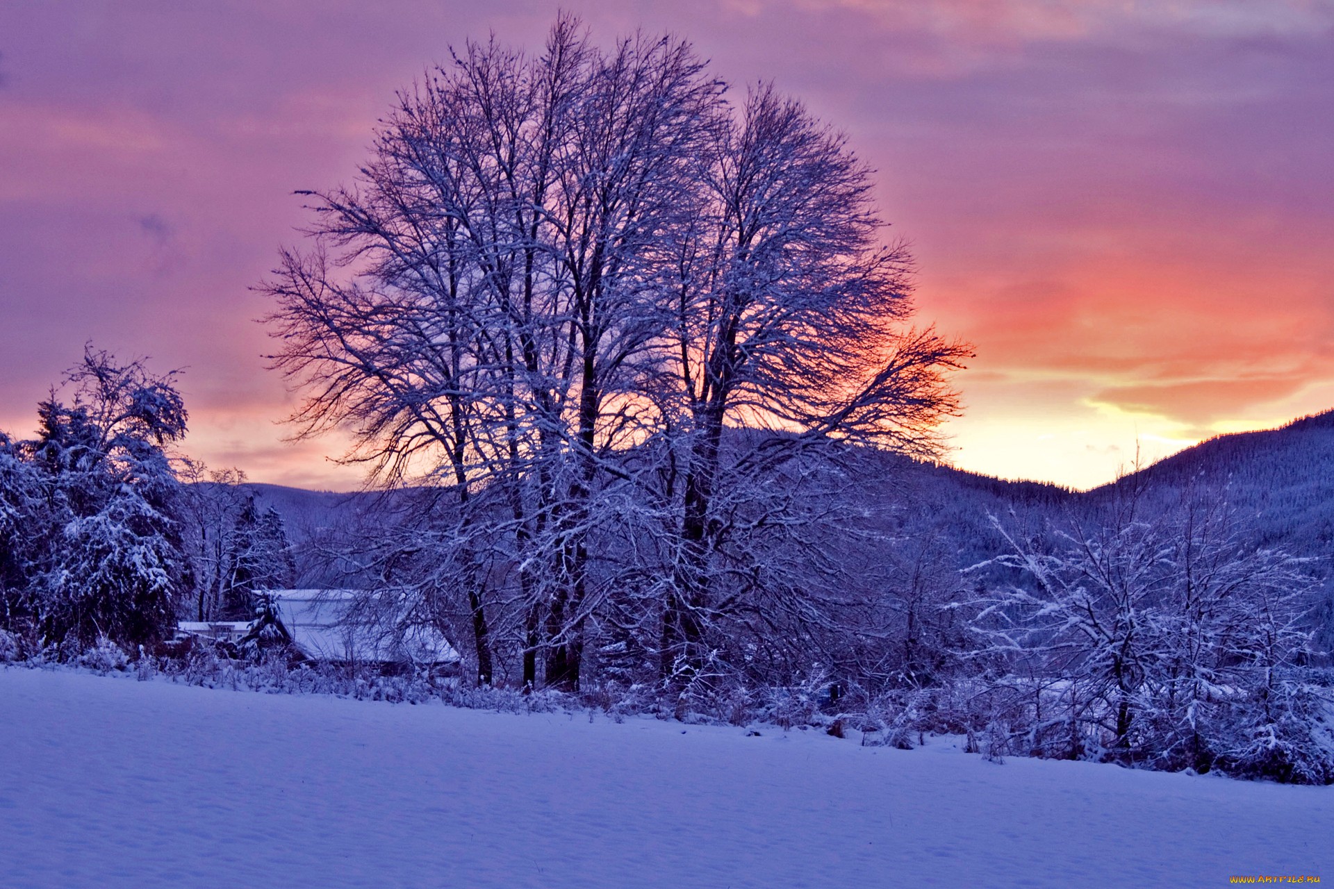 деревья и дома покрыты снегом на закате солнца обои