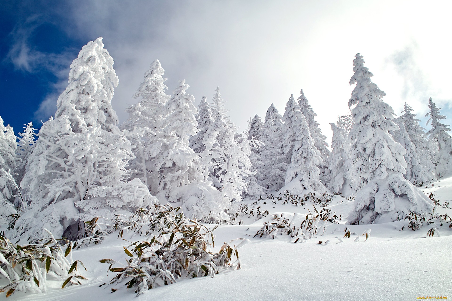 красивые деревья в снегу обои
